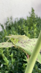 Phaneroptera nana