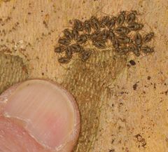 Schizopteridae