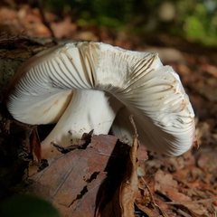 Russula lepida