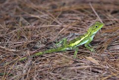 Diploderma polygonatum polygonatum