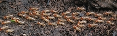 Macrotermes convulsionarius