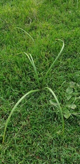 Allium triquetrum