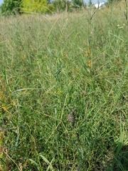 Bupleurum tenuissimum