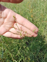 Bupleurum tenuissimum