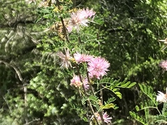 Mimosa borealis