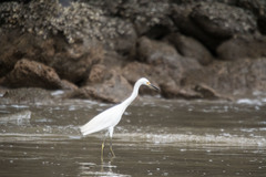 Egretta thula