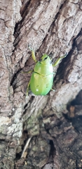 Chrysina psittacina