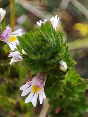 Euphrasia hirtella
