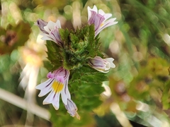 Euphrasia hirtella