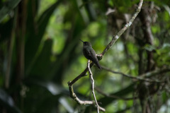 Eupetomena cirrochloris