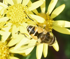 Eristalis arbustorum