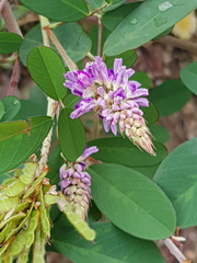 Grona heterocarpos