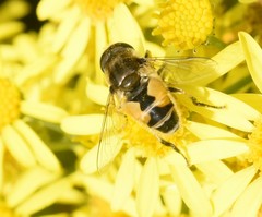 Eristalis arbustorum