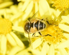 Eristalis arbustorum