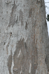 Phascolarctos cinereus