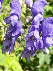 Aconitum degenii