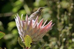 Protea cynaroides image