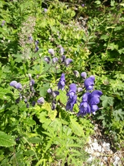 Aconitum degenii
