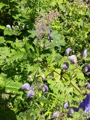 Aconitum degenii