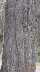 Eucalyptus fibrosa