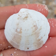Dosinia exoleta