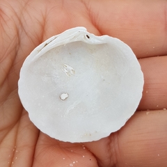 Dosinia exoleta