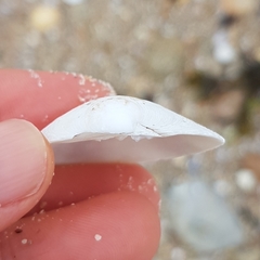 Dosinia exoleta