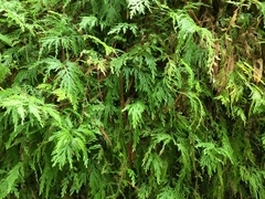 Selaginella delicatula