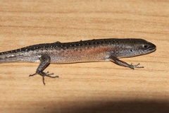 Tussock Rainbow-Skink photo 3