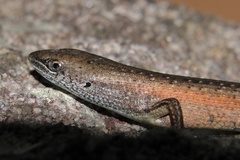 Tussock Rainbow-Skink photo 4