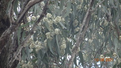 Eucalyptus fibrosa