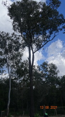 Eucalyptus fibrosa