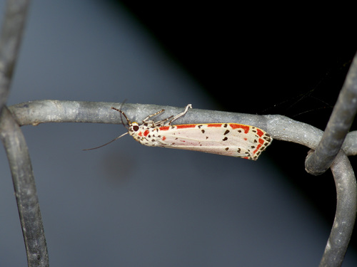 Ornate Bella Moth photo 3