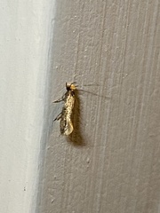 Doleromorpha porphyria