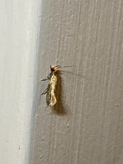 Doleromorpha porphyria