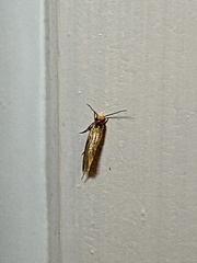 Doleromorpha porphyria