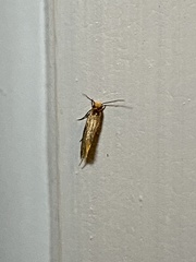 Doleromorpha porphyria