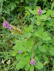 Grona heterocarpos