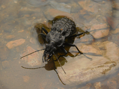 Carabus nodulosus