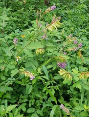 Grona heterocarpos