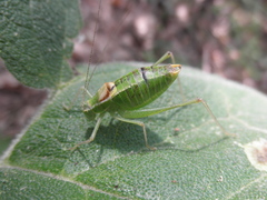 Poecilimon thessalicus