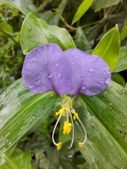 Commelina undulata