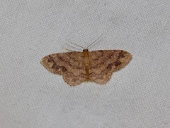 Idaea subsaturata