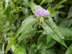 Commelina undulata