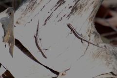 Cryptoblepharus pulcher