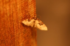 Idaea mustelata