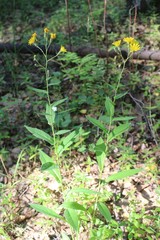 Hieracium krylovii