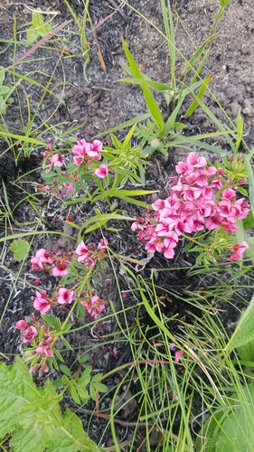 Image of Indigofera rubroglandulosa by (c) Suvarna Parbhoo Mohan, some rights reserved (CC BY-SA)