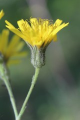Hieracium krylovii