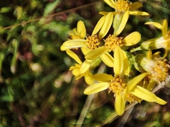 Senecio pyrenaicus